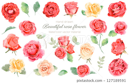 A set of beautiful watercolor rose flower illustrations 127189591