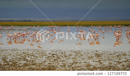 Flock of Lesser Flamingos Flock of Lesser Flamingos 127189735