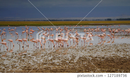 Flock of Lesser Flamingos Flock of Lesser Flamingos 127189736