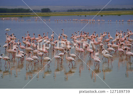 一群小火烈鳥 127189739