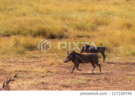 Warthogs in Samburu National reserve 127189746