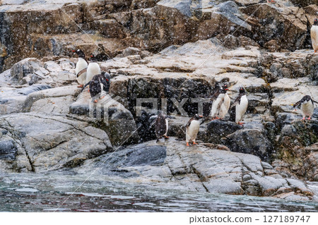 Gentoo Penguins in the snow 127189747