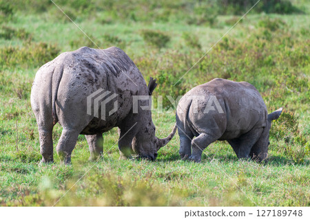 White Rhino with her young 127189748