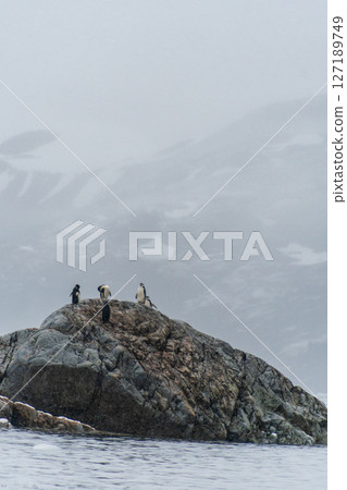 Shinstrap Penguins in the snow 127189749