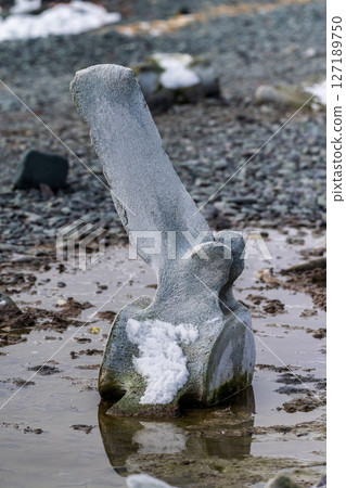 Whale bones near Mikkelsen Harbour 127189750