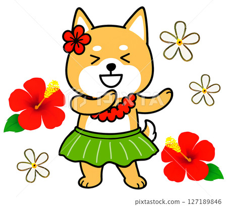 柴犬在木槿花的包圍下跳草裙舞 127189846
