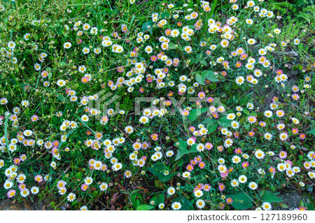 Petals on the Rice Terraces 127189960