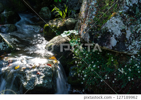 Ogawa of Tanada 127189962