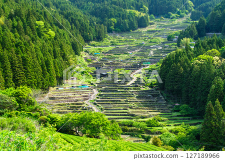 Sunshine on Senmaida Rice Fields 127189966