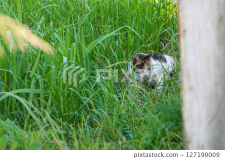 Stray cat in the grass Stray cat in the grass 127190009