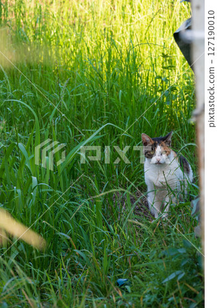 草叢裡的流浪貓 草叢裡的流浪貓 127190010