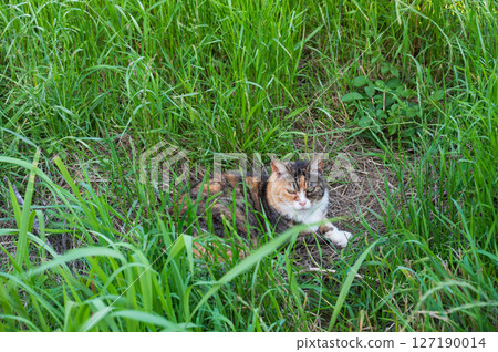 Stray cat in the grass Stray cat in the grass 127190014