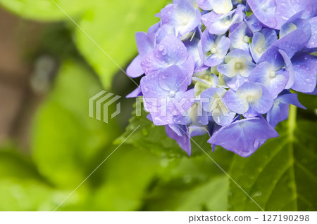 hydrangea   127190298
