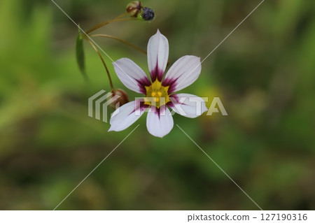 A field of white petals with red centers of Japanese anemone flowers blooming in spring A field of white petals with red centers of Japanese anemone flowers blooming in spring 127190316