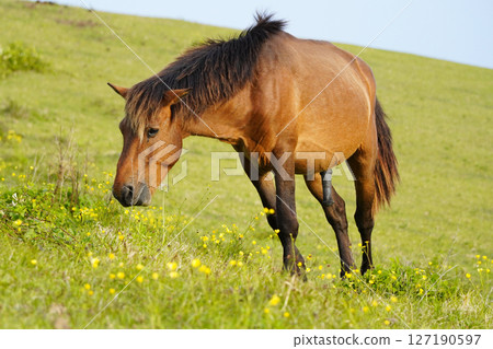 Misaki horse 127190597