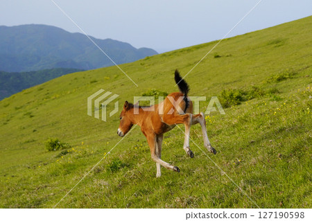 Misaki horse 127190598