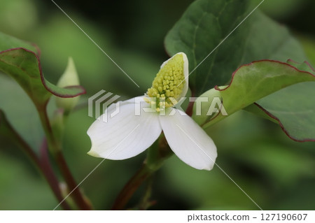 The white calyx and yellow flower spikes of Houttuynia cordata blooming in a spring garden 127190607