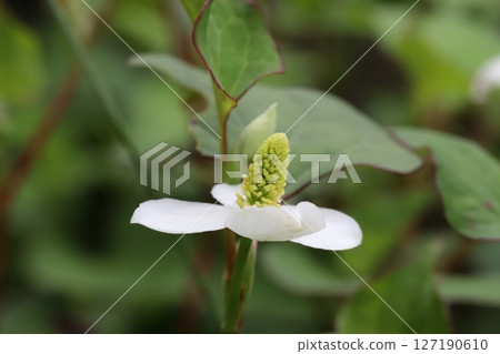 The white calyx and yellow flower spikes of Houttuynia cordata blooming in a spring garden 127190610