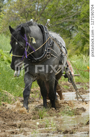 horse farming horse farming 127190704