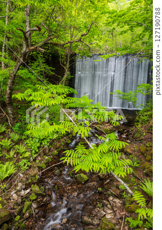 Fresh greenery at Nonoiri River, Utsukushigahara, Kirigamine 127190788