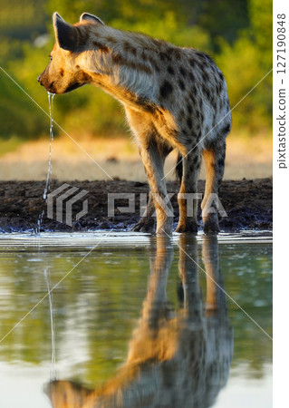 斑鬣狗 斑鬣狗 127190848