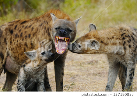 斑鬣狗 斑鬣狗 127190853