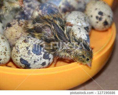 Quails just hatched from eggs, Quail hatching 127190886