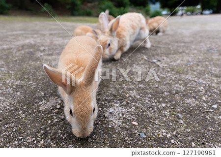 Rabbit procession Rabbit procession 127190961