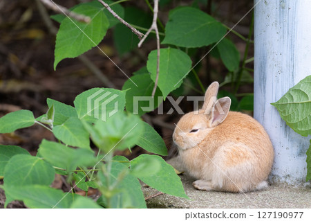 小兔子躲起來睡覺 127190977