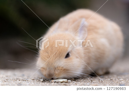 A baby rabbit lying down and eating cabbage 127190983