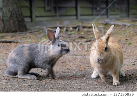 A frolicking rabbit 127190989