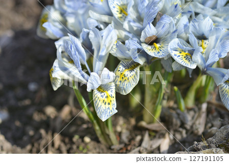 Iris Katherine Hodgkin 127191105