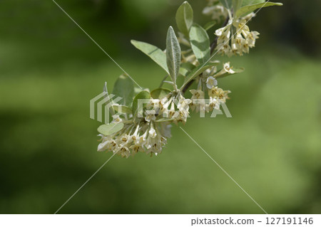 Autumn olive Autumn olive 127191146