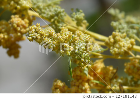 Quinoa Quinoa 127191148