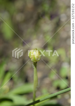 Great thrift 127191152