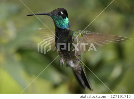 Blue-throated Hummingbird 127191713