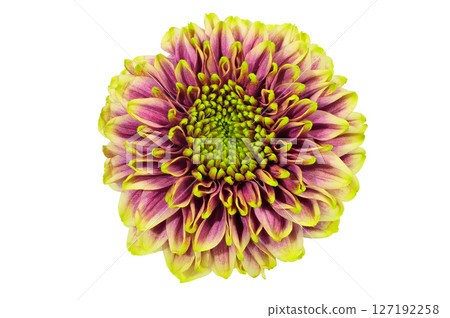 【菊花SP媽媽Seiri Reek】（深度合成） 127192258