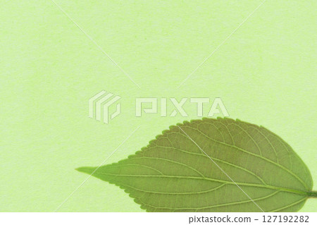 Japanese paper and young leaves of Enoki tree (background material) 127192282