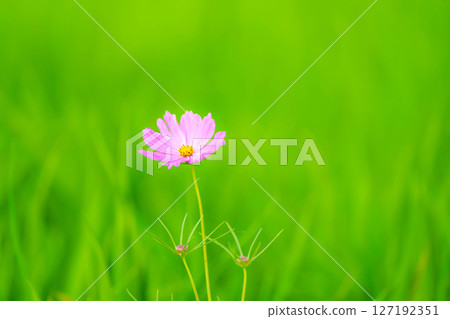Cute cosmos that shines in the green 127192351