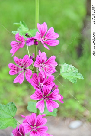 Purple-red mallow flowers 127192394