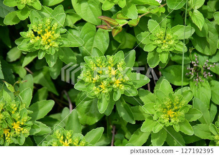 Yellow flowers of spurge starting to bloom 127192395