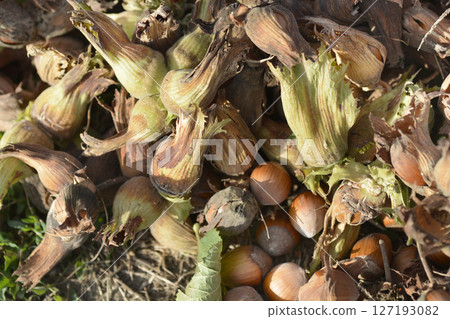 Harvested hazelnuts Harvested hazelnuts 127193082