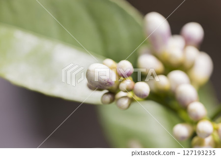 Meyer lemon buds 127193235