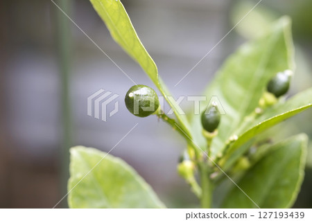 邁耶檸檬開始成熟 邁耶檸檬開始成熟 127193439