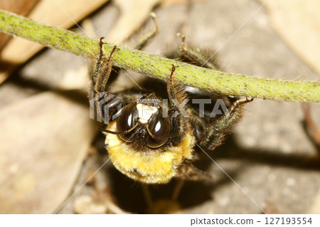 Carpenter bee Carpenter bee 127193554