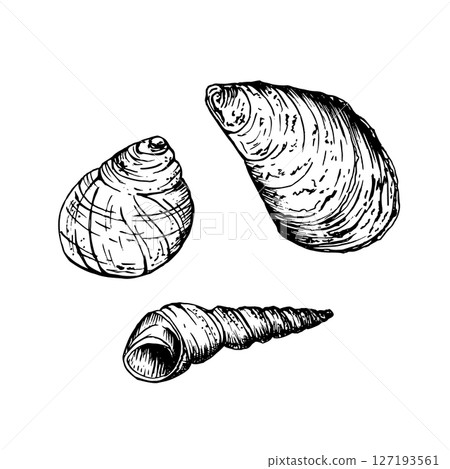 A set of seashells. A rounded snail shell, a larger curved conch and a slender tapered spiral shell. Sketch in line art style painted by black inks. Hand drawn vector illustration isolated on white. A set of seashells. A rounded snail shell, a larger curved conch and a slender tapered spiral shell. Sketch in line art style painted by black inks. Hand drawn vector illustration isolated on white. 127193561