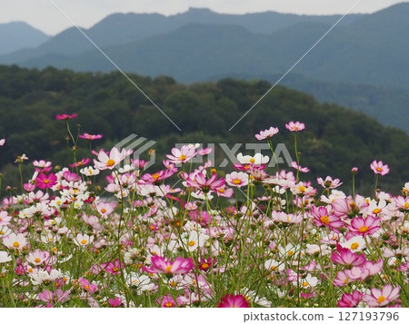 Scenery with cosmos Scenery with cosmos 127193796