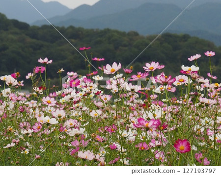 Surrounded by cosmos fields Surrounded by cosmos fields 127193797
