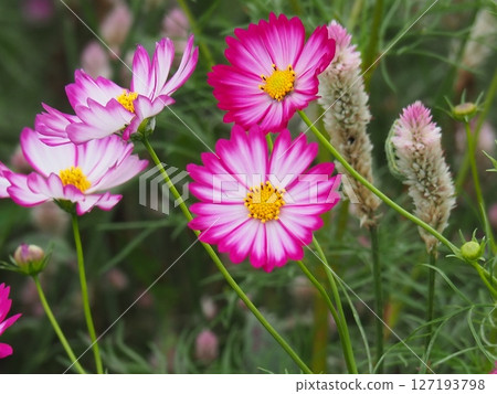 Cosmos flowers with cute borders Cosmos flowers with cute borders 127193798