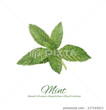 Watercolor illustration of spearmint Watercolor illustration of spearmint 127193813